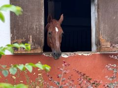 -重庆和泰马术俱乐部