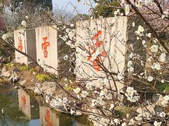 -香雪海