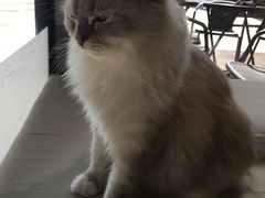 -瞄一喵猫咖(格力海岸店)