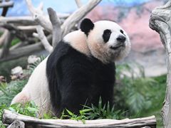 -石排湾郊野公园