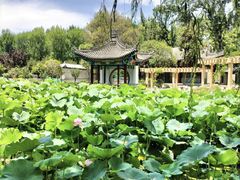-莲湖公园