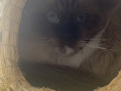 -佳雯宠物医院(四明中路分院)