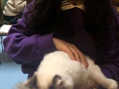 -猫色咖啡·猫咖