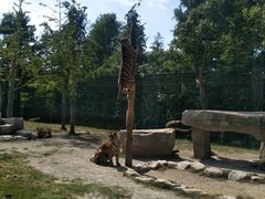 -上海野生动物园老虎餐厅