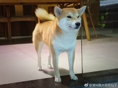 -柴务处·柴犬主题狗咖