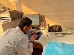 -北京观赏动物医院·24小时大型综合·猫专科·异宠专科