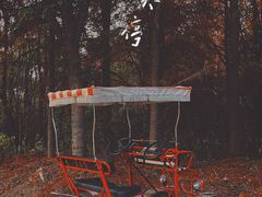 -上海海湾国家森林公园