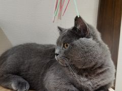 -逗柴咖啡屋·狗咖猫咖宠物桌游