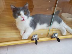 -小猫来了·猫舍(红山六九七九店)