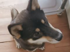 -柴犬高等学院·狗咖·柴犬售卖·宠物训练