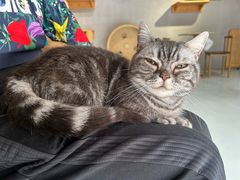 -豆逗聊愈猫阁Easy Life