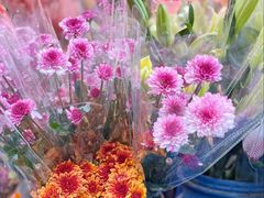 -越秀西湖花市(广州城市广场花卉店)