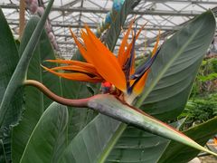 -南宫五洲植物乐园