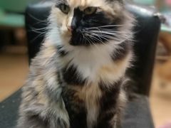 -猫色咖啡·猫咖
