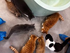 -Honey Bacca 哈尼芭卡高端萌宠(朝阳大悦城店)