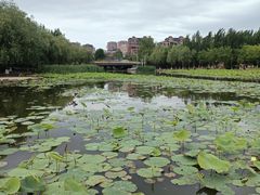 -前关湿地公园