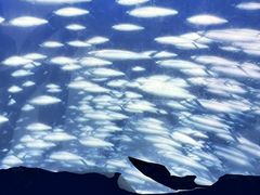 -烟台海昌鲸鲨海洋公园