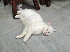 -家烧面馆【南山路知名经典面食】