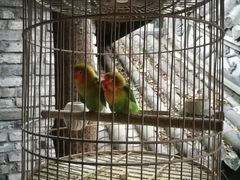 -鱼桥巷·美学川菜