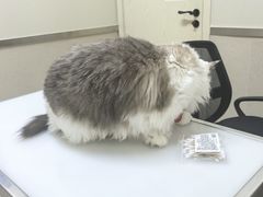 -爱妮康宠物医院·干细胞免疫细胞·肿瘤·心脏(张江店)