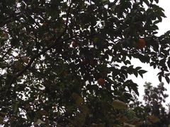 -复旦大学-正大餐厅