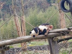 -都江堰中华大熊猫苑