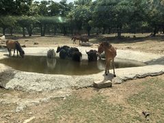 -西安秦岭野生动物园