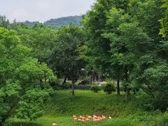 -合肥野生动物园