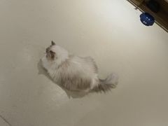 -藏猫猫咖啡主题馆(中央大道店)