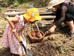 -樂桃源奉贤黄桃种植采摘基地