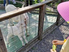 -前小桔亲子创意农场·草莓采摘·露营烧烤