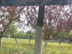 -永定河休闲森林公园