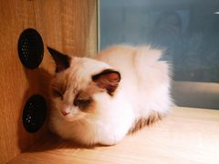 -BABIT巴比特宠物(MOMOPARK店)