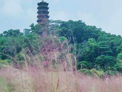 -红花山公园