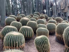 -南山植物园