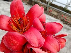 -风云岭森林公园