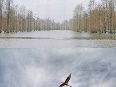 -池杉湖湿地公园