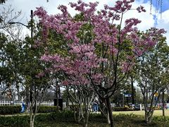 -新江湾城公园