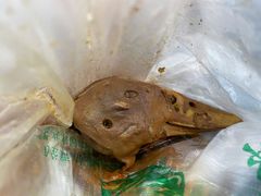 -老号尤兔头(幸福店)