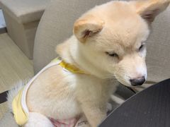 -逗柴咖啡屋·狗咖猫咖宠物桌游