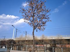 -滨州铁路桥