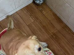 -汪说喵讲宠物乐园宠物酒店(红星美凯龙店)