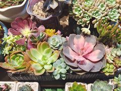 -朝来春花卉市场