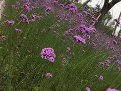 -三圣花乡旅游区