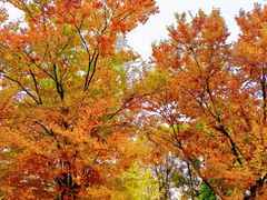 -三圣花乡旅游区