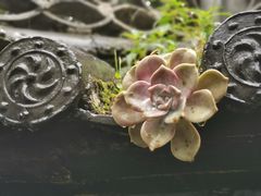 -寂照庵