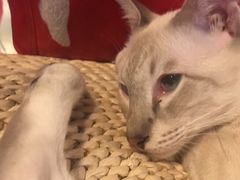 -Cappucimeow猫咪咖啡馆(韦伯时代店)