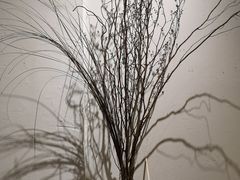 -柴务处·柴犬主题狗咖