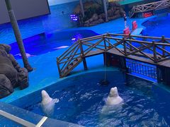 -海合安成都极地海洋公园