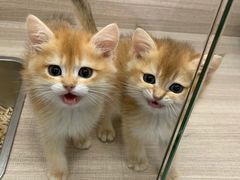-飞行喵MR PILOT|猫舍·猫咖(静安大融城店)